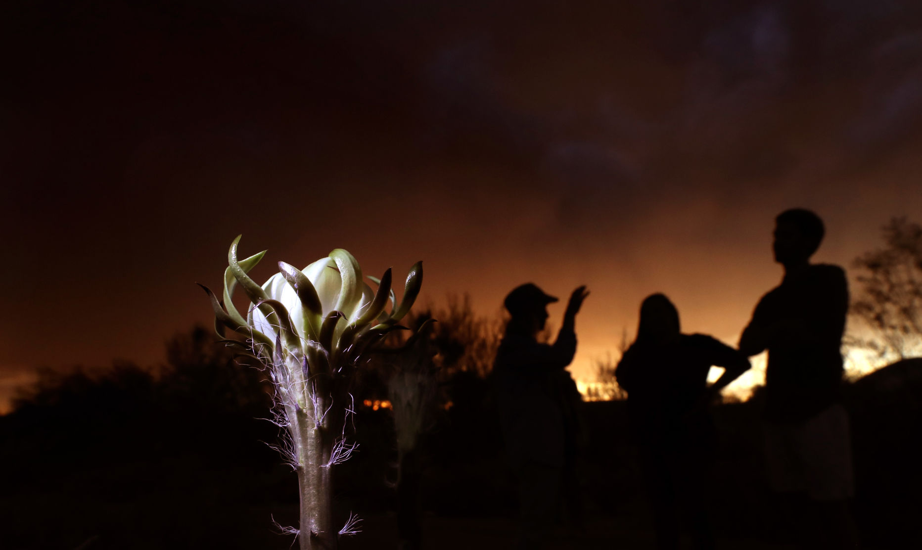 Bloom Night